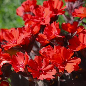 Lychnis x haageana Molten Lava - M�lleblomst