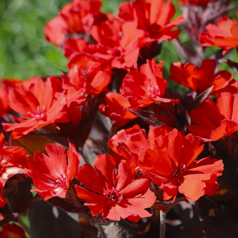 Lychnis x haageana Molten Lava - M�lleblomst
