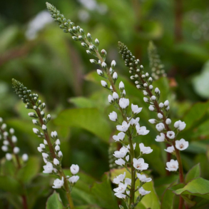 Lysimachia candela Innlyscand - Hvid fredl�s 1L