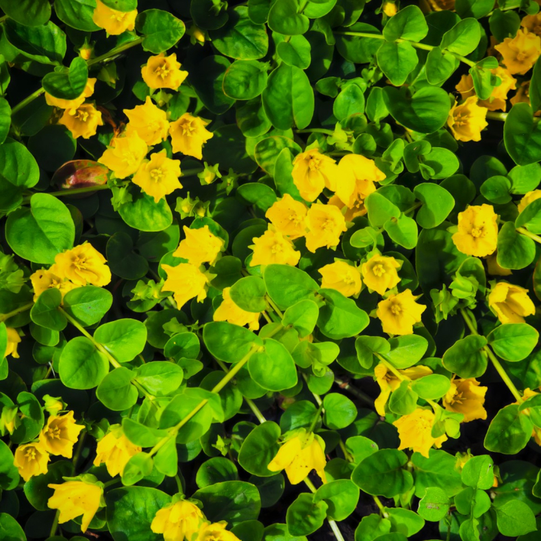 Lysimachia nummularia Goldilocks - Pengebladet fredl�s