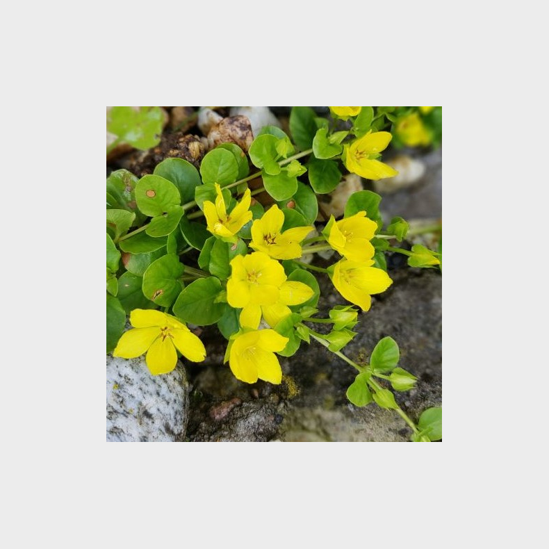 Lysimachia nummularia Goldilocks - Pengebladet fredls