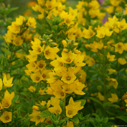 Lysimachia punctata Hometown Hero - Fredl�s