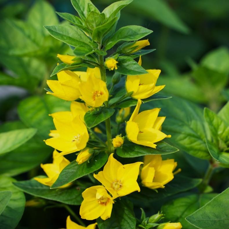 Lysimachia punctata Hometown Hero - Fredl�s