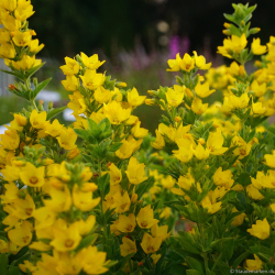 Lysimachia punctata Hometown Hero - Fredl�s