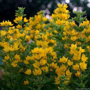 Lysimachia punctata Hometown Hero - Fredl�s