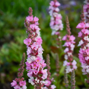 Lythrum salicaria Blush - Kattehale 
