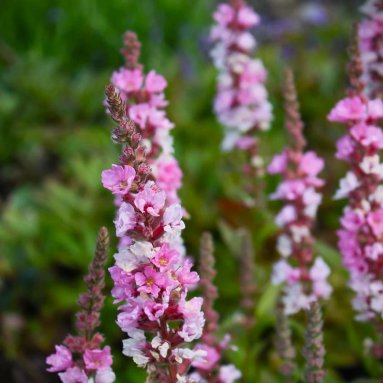 Lythrum salicaria Blush - Kattehale 