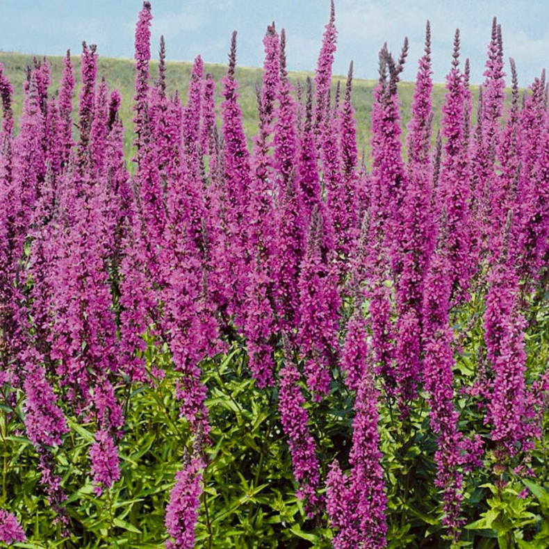 Lythrum salicaria Lady Sackville - Kattehale 2L