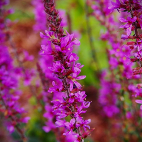 Lythrum salicaria Morden Pink - Kattehale