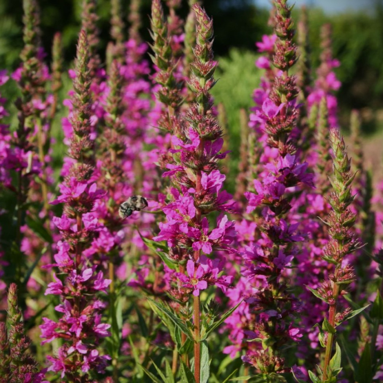 Lythrum salicaria Zigeunerblut - Kattehale 1L