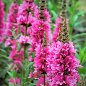 Lythrum salicaria - Almindelig kattehale