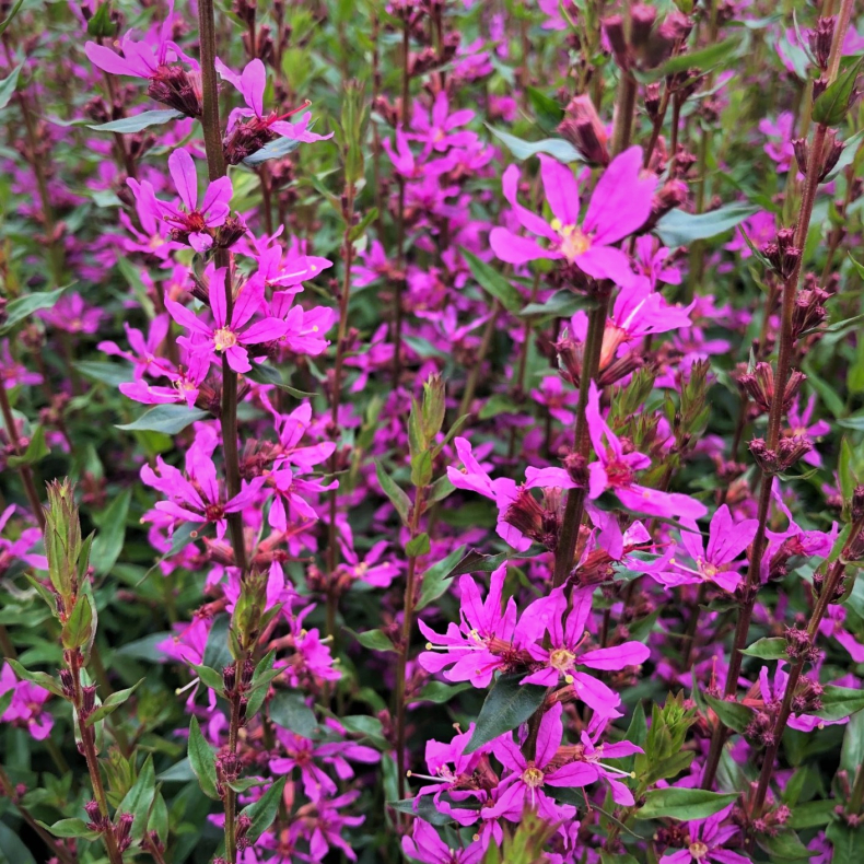 Lythrum virgatum Dropmore Purple - Kattehale 