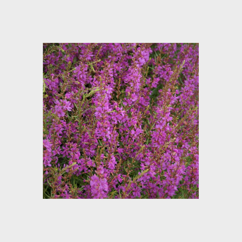 Lythrum virgatum Swirl - Kattehale 2L
