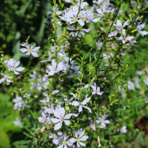 Lythrum virgatum White Swirl - Kattehale 