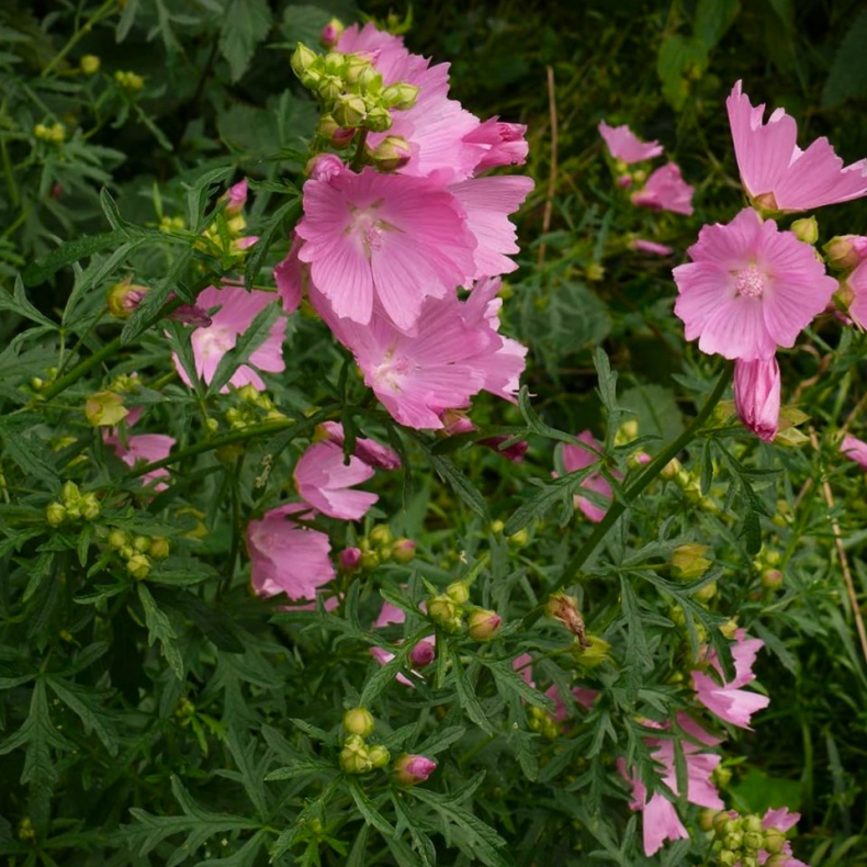 Malva alcea var. fastigiata - Rosen-Katost