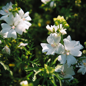 Malva moschata Alba - Moskus katost
