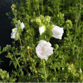 Malva moschata Alba - Moskus katost