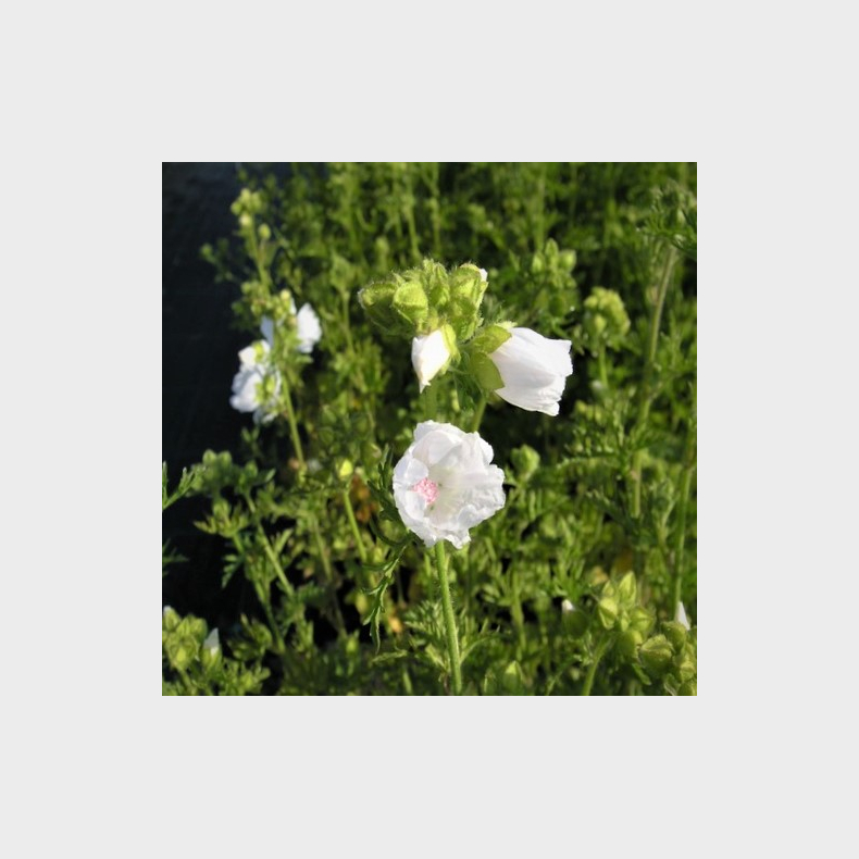 Malva moschata Alba - Moskus katost