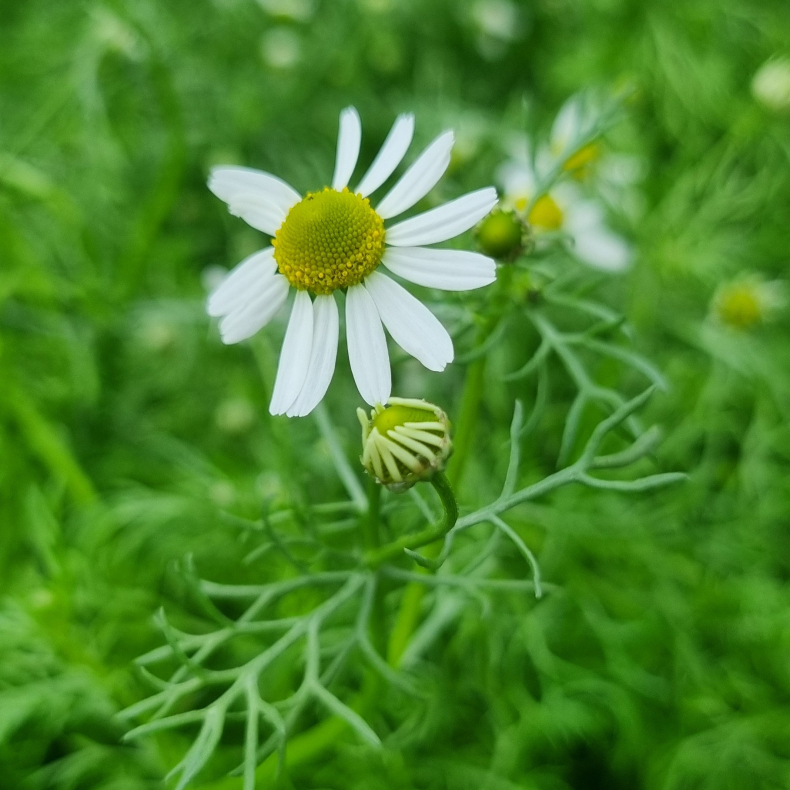 Matricaria recutita - Vellugtende kamille