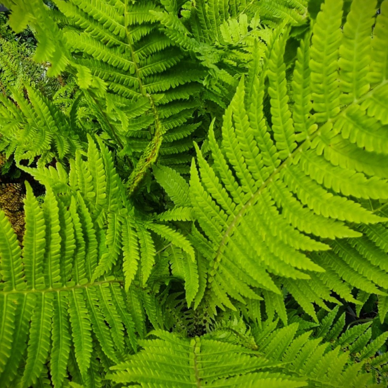 Matteuccia struthiopteris - Strudsvinge