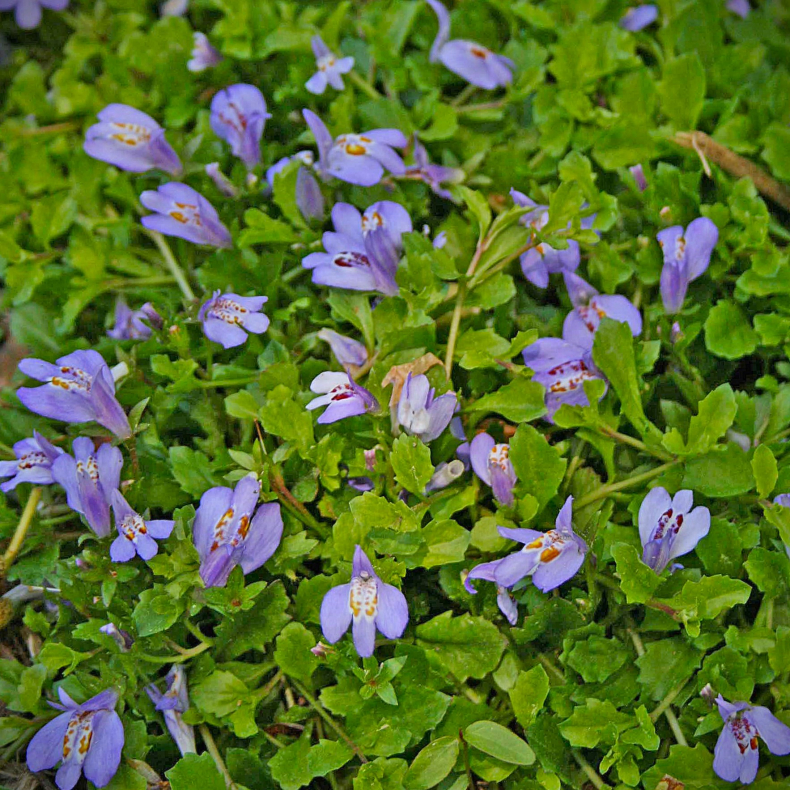 Mazus reptans - Krybende Mazus