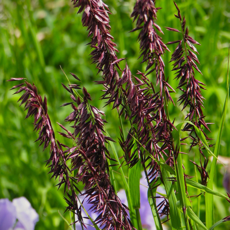Melica altissima Atropurpurea 