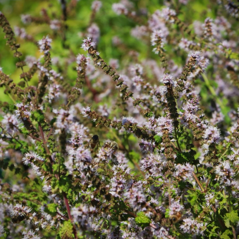 Mentha spicata Erdbeerminze - Jordb�rmynte