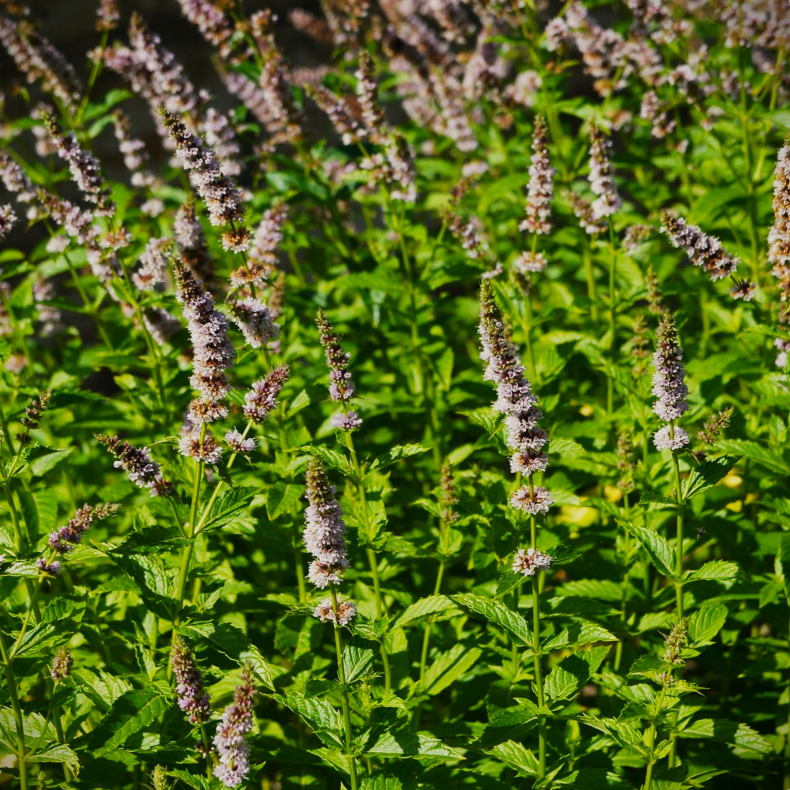Mentha spicata Lavendel - Lavendelmynte 