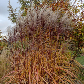 Miscanthus sinensis Augustfeder - Elefantgrs