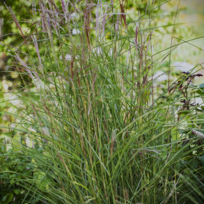 Miscanthus sinensis Champagner - Elefantgrs