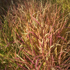 Miscanthus sinensis Dronning Ingrid - Elefantgr�s 2L