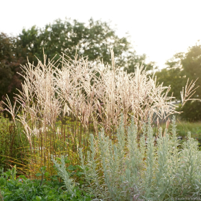 Miscanthus sinensis Ferner Osten -Elefantgr�s