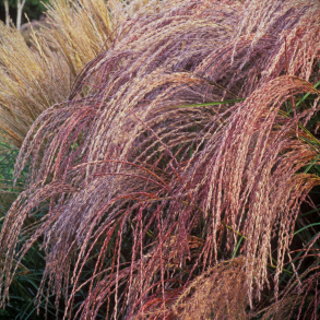 Miscanthus sinensis Flamingo - Elefantgr�s