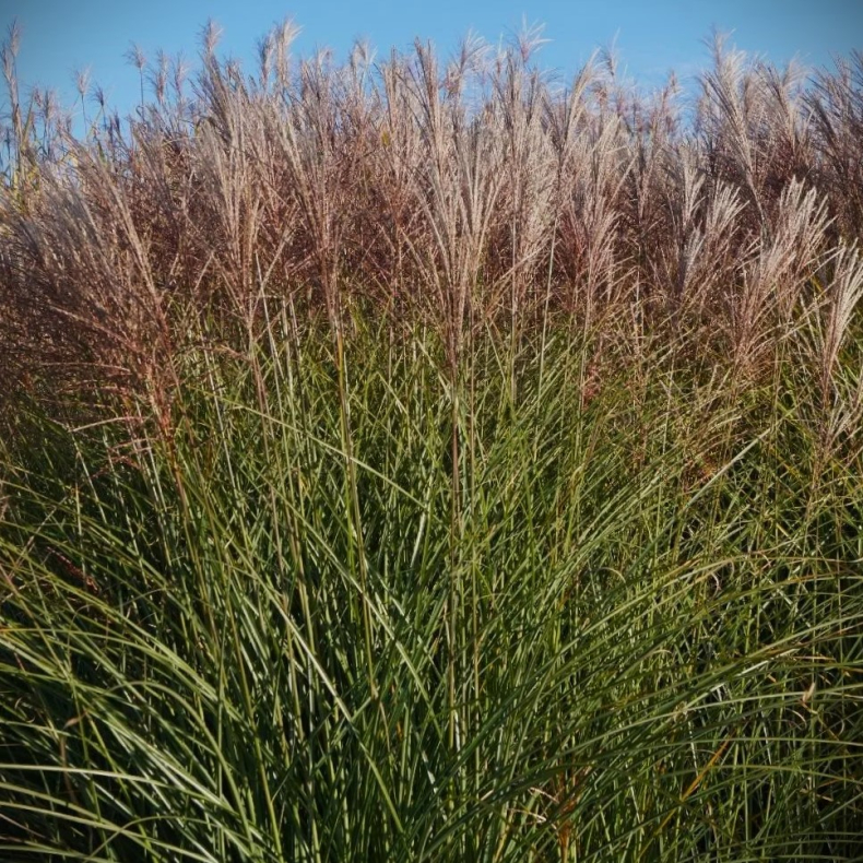 Miscanthus sinensis Gracilimus - Elefantgrs