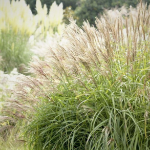 Miscanthus sinensis Herman M�ssel - Elefantgr�s 
