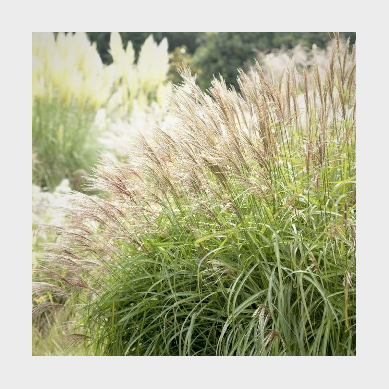 Miscanthus sinensis Herman M�ssel - Elefantgr�s 