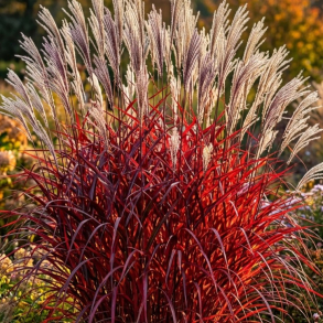 Miscanthus sinensis Lady in Red - Elefantgr�s
