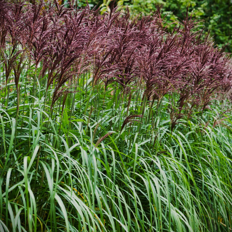 Miscanthus sinensis Malepartus - Elefantgrs