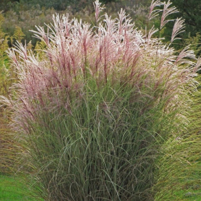 Miscanthus sinensis Morning Light  - Elefantgr�s 
