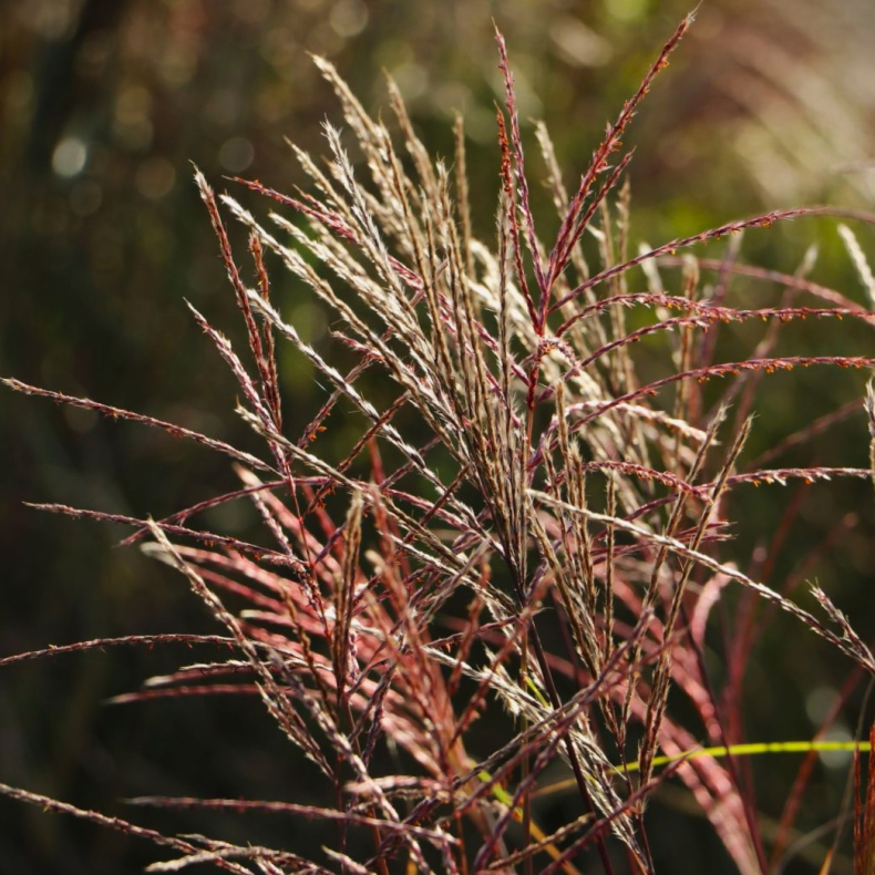 Miscanthus sinensis Nippon - Elefantgr�s