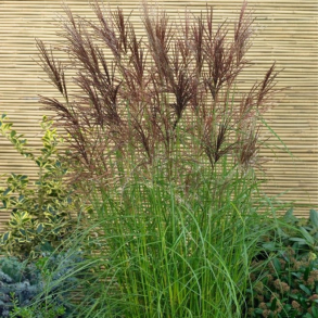 Miscanthus sinensis Nippon - Elefantgr�s