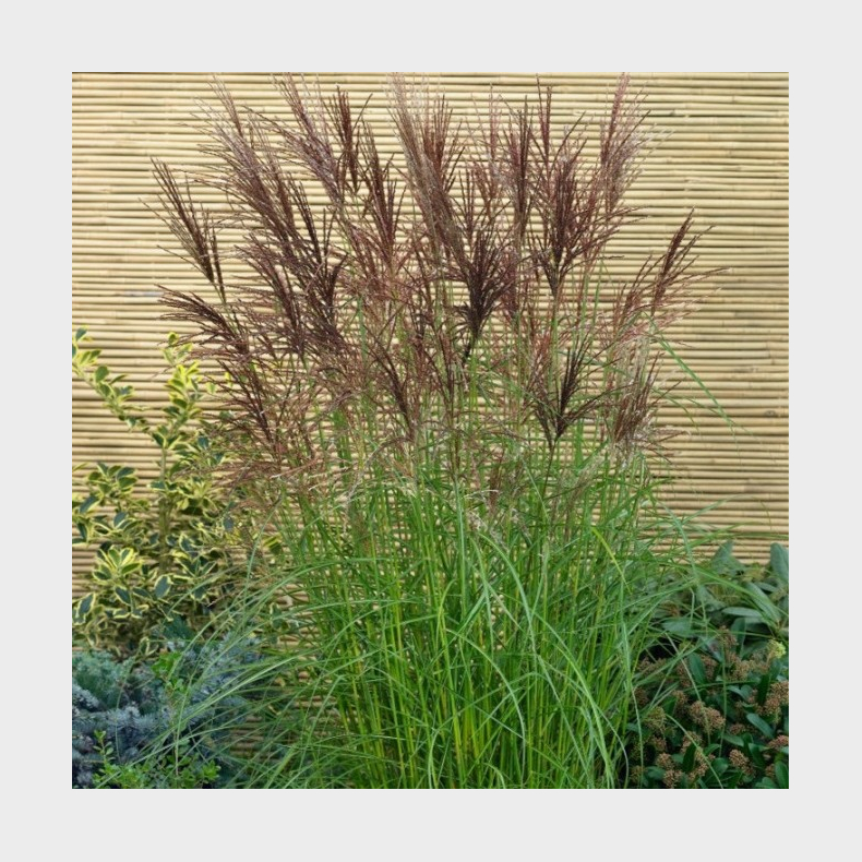 Miscanthus sinensis Nippon - Elefantgr�s