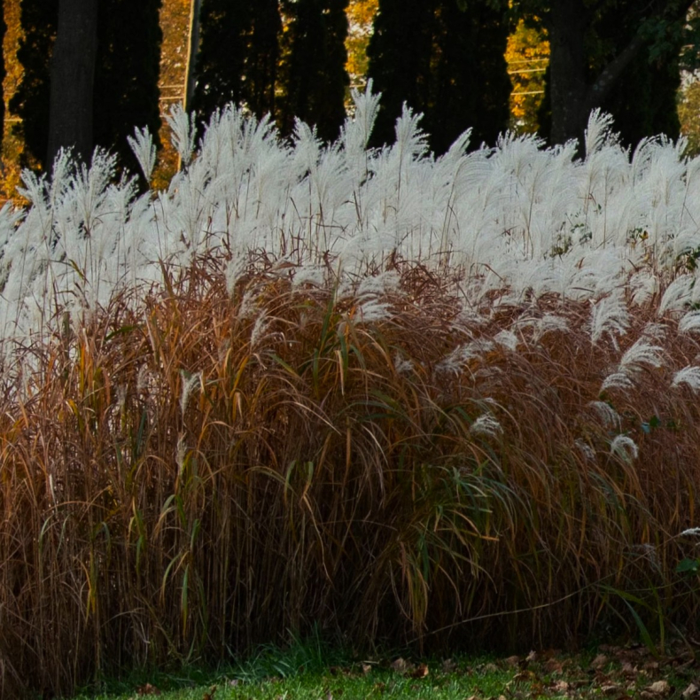 Miscanthus sinensis Purpurascens - R�dlig Elefantgr�s 