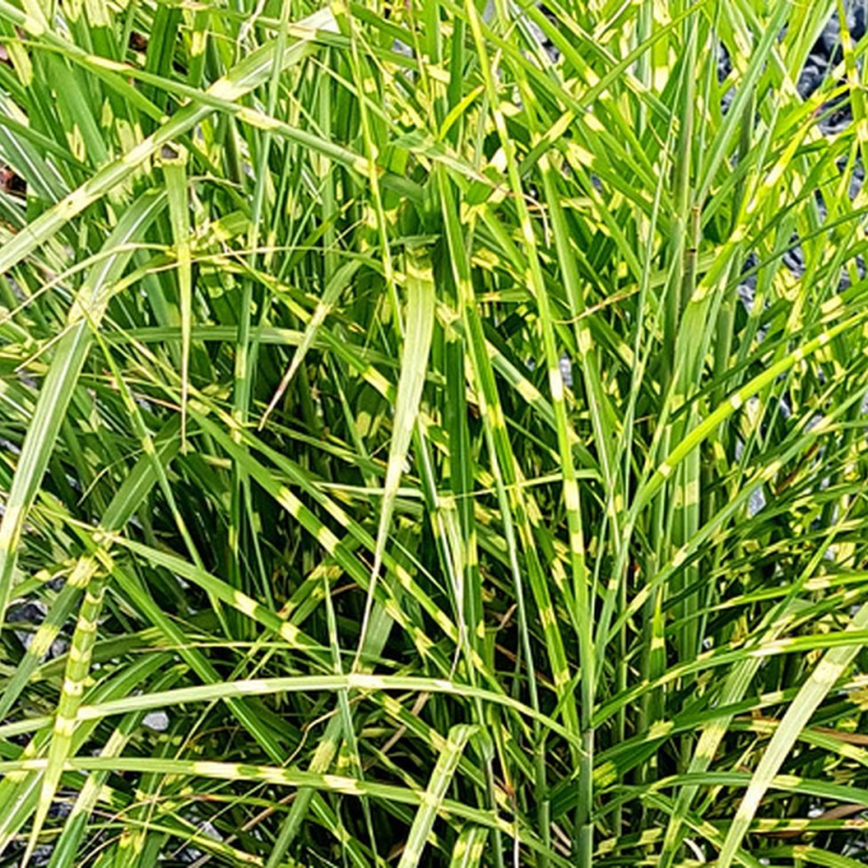 Miscanthus sinensis Strictus Dwarf - Elefantgrs