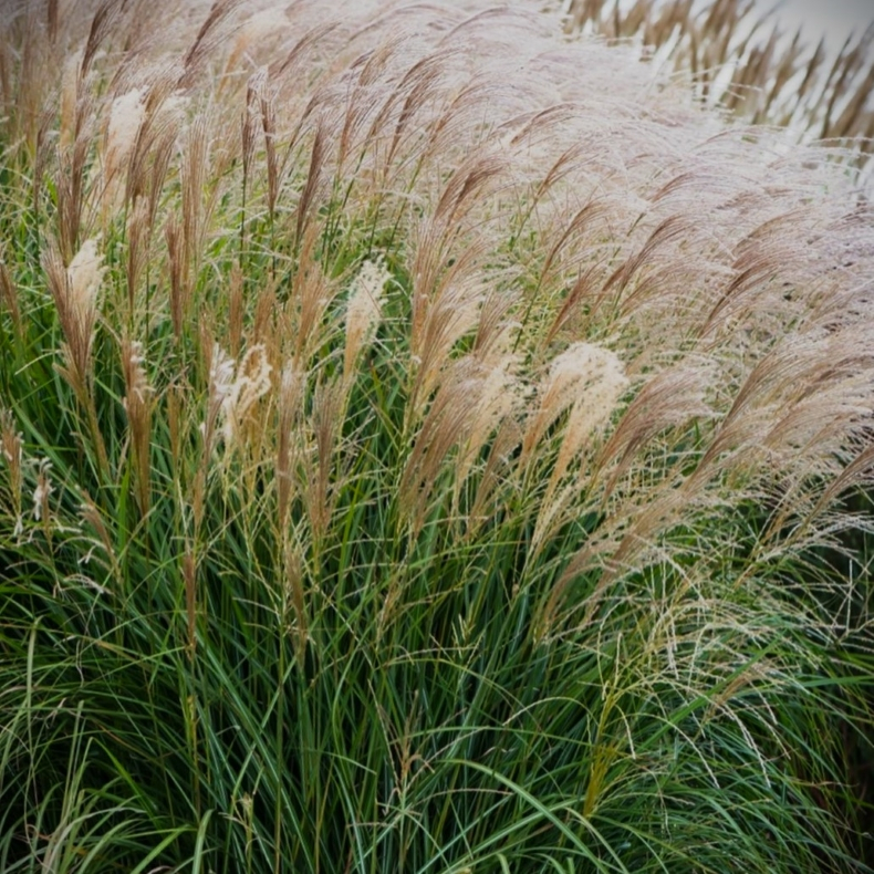 Miscanthus sinensis Vanilla Sky - Elefantgr�s 1L
