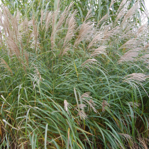 Miscanthus sinensis - Elefantgr�s