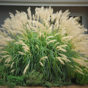 Miscanthus transmorissonensis - Elefantgr�s
