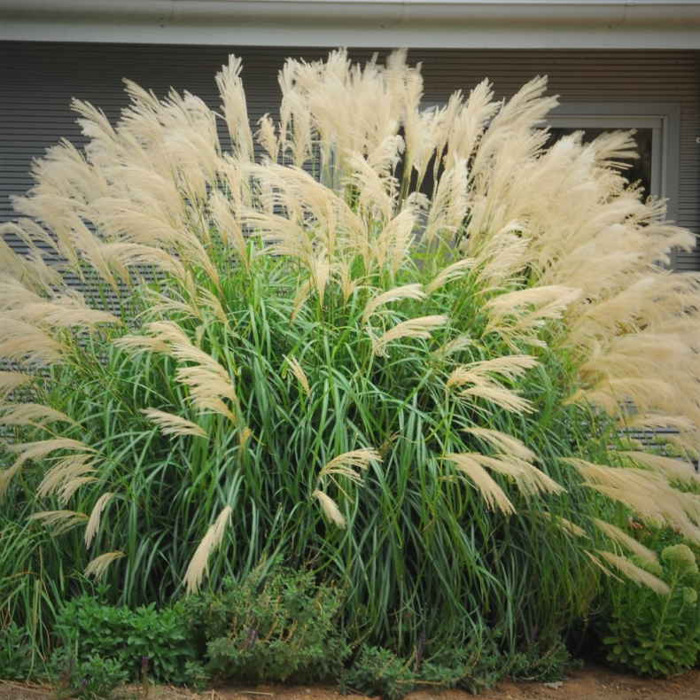 Miscanthus transmorissonensis - Elefantgr�s