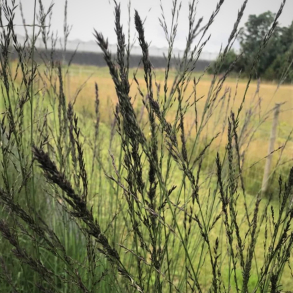 Molinia arundinacea Black Arrows - Bltop