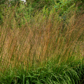 Molinia arundinacea Cordoba - Stor Pibegr�s